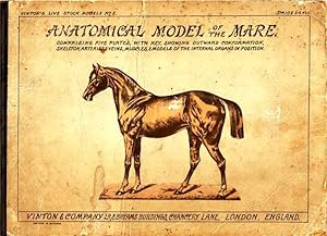 Anatomical Model of the Mare. Comprising Five Plates with Key Showing Outward Confirmation, Skele...