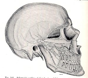 Image du vendeur pour Dental anatomy : a graphic presentation of tooth forms with an original technique for their reproduction.[Development of the tooth -- Tooth Tissues -- Anatomic landmarks -- The upper incisors -- The upper cuspids -- The upper bicuspids -- The upper molars -- The lower incisors -- The lower cuspids -- THe lower bicuspids -- The lower molars -- Technic for reproducing symmetrical tooth forms -- Arrangement of teeth and occlusion -- Supporting tissues -- The pulp chamber and pulp canals -- Deciduous teeth -- Variations and anomalies -- Muscles of mastication -- Arterial blood supply -- Nerve supply -- The jaw bones and the temporomandibular articulation -- The oral cavity and its soft tissues.] mis en vente par Joseph Valles - Books