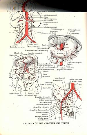 Seller image for Dorland's illustrated medical dictionary. for sale by Joseph Valles - Books