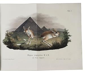 Imagen del vendedor de ber die Springmuse oder die smtlichen bis jetzt bekannten Arten der Gattung Dipus.Berlin, Druckerei der Knigliche Akademie der Wissenschaften, 1828. 4to. With 10 numbered hand-coloured lithographs on 6 folding plates by and after J.A. Schmidt. Contemporary marbled boards. a la venta por ASHER Rare Books