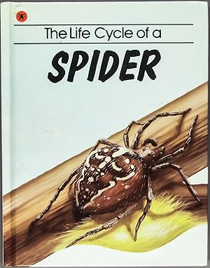 Imagen del vendedor de The Life Cycle of a Spider a la venta por Time & Time Again