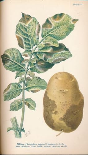 Image du vendeur pour Les maladies de la pomme de terre mis en vente par LIBRAIRIE GIL-ARTGIL SARL
