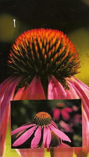 Seller image for Untitled, 2011: Flower Collage (SIGNED Limited Ed. photograph by Ross Bleckner) for sale by DR Fine Arts