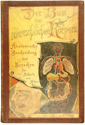 Imagen del vendedor de Der Bau des menschlichen Krpers. Anatomische Beschreibung des Menschen fr Schule und Haus. Nach Enbtwrfen des verstorbenen Dr. P. Ebenhch. Neu bearbeitet und hersgegeben von Th. Himmelein. a la venta por Antiq. F.-D. Shn - Medicusbooks.Com