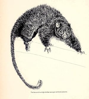 Seller image for Spotlight on Possums. for sale by Joseph Valles - Books