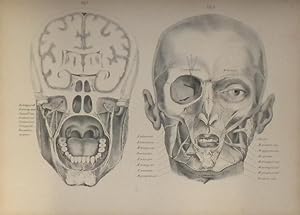 Topographische Anatomie des Menschen in Abbildung und Beschreibung.