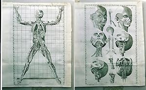 Imagen del vendedor de Esposizione anatomica della struttura del corpo umano. si aggiungono.una dissertazione sopra l'incertezza de segni della morte e 5 tavole dell'antropologia del Drake.seconda edizione veneta accresciuta e corretta. Tomo primo (e secondo). a la venta por Libri Antichi Arezzo -  F&C Edizioni