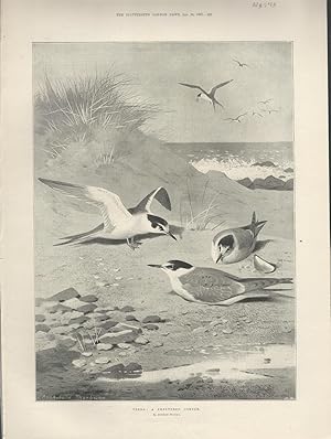 Image du vendeur pour Engraving: "Terns: A Sheltered Corner".engraving from The Illustrated London News, January 16, 1897 mis en vente par Dorley House Books, Inc.