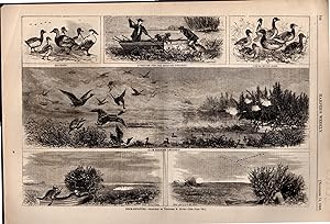 ENGRAVING: "Duck-Shooting" .engraving from Harper's Weekly, November 14, 1868