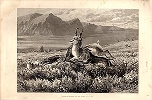 Seller image for Engraving: "Antelope-Hunting on the plains".from The Aldine Magazine, February, 1874 for sale by Dorley House Books, Inc.