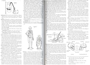 Seller image for The American Heritage Dictionary of Science. [Pronunciation; Etymology; Abbreviations; Measurement & Units; Sugns & symbols; Dictionary A-Z] for sale by Joseph Valles - Books