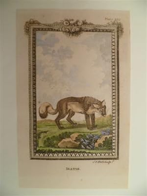 Isatis. Kolor. Kupferstich von A. Bell aus: Natural History. General and Particular. Um 1780. 12 ...