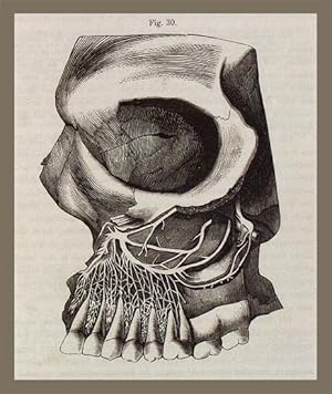 Seller image for Compendium der Zahnheilkunde. for sale by Daniel Thierstein