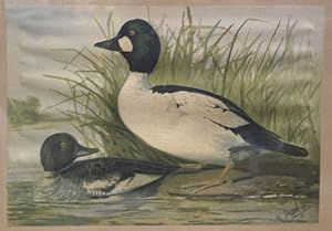 Chromolithograph of two ducks, from Upland game birds and water fowl of the United States