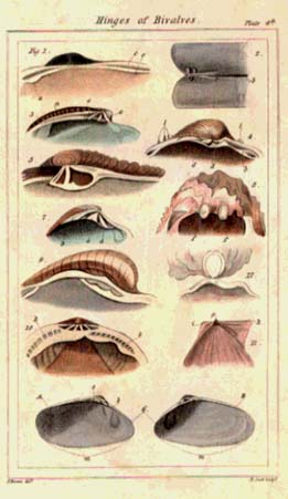 Image du vendeur pour The Elements of Conchology or Natural History of Shells According to the Linnean System. With Observations on Modern Arrangements mis en vente par Barter Books Ltd