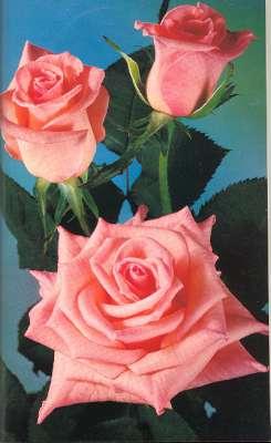 Seller image for The American Rose Annual : 1979 [Vol. 64] [Miniature Roses; Rose for Rosalynn Carter; Photographing Roses; Potential Use of Leaf Enzymes; The Blue Rose; Rooting Rose Cuttings; Testing Drip Irrigation; Handling Rose Seedlings; New Roses; etc] for sale by Joseph Valles - Books