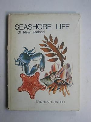 Seashore of New Zealand