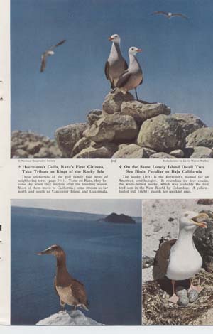 Bild des Verkufers fr Sea Birds of Isla Raza (Baja California) zum Verkauf von Hammonds Antiques & Books