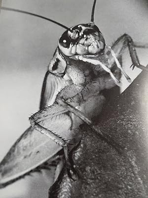 Imagen del vendedor de Crickets Natures Expert Fiddlers: celebrated in story & legend, these accomplished insects are musicians, ventriloquists & therm a la venta por Hammonds Antiques & Books