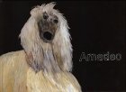 Amadeo: Der Windhund