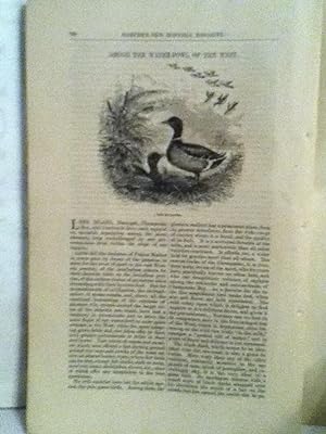 Seller image for Among The Water-Fowl Of The West for sale by Legacy Books II