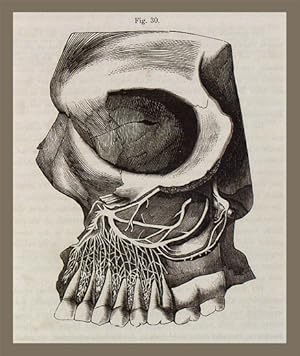 Seller image for Compendium der Zahnheilkunde. for sale by EOS Buchantiquariat Benz