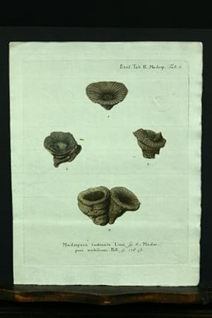 Bild des Verkufers fr Madrepora turbinata Linn. sp. 6. - Madrepora trochiformis Pall. sp. 176. - Kupferstich, altkoloriert. zum Verkauf von Antiquariat Dr. Wolfgang Wanzke