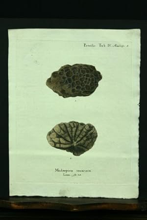 Madrepora truncata. Linn. sp. 24. - Kupferstich, altkoloriert.