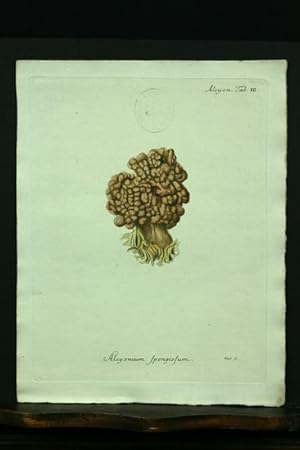 Alcyonium spongiosum. - Kupferstich, altkoloriert.