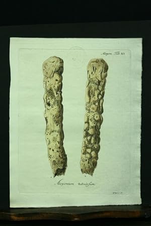 Bild des Verkufers fr Alcyonium tubulosum. - Kupferstich, altkoloriert. zum Verkauf von Antiquariat Dr. Wolfgang Wanzke