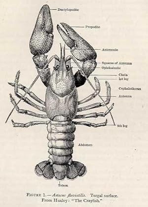 Notes on the individual psychophysiology of the Crayfish.