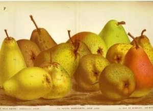 Pears print. Grouping of 14 pears including Deux Soeurs, Petite Marguerite, Duc de Nemours