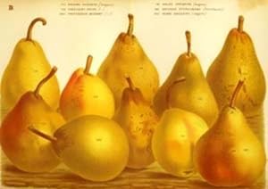 Pears print. Grouping of 10 pears including Rousselet Vanderveken & Jules D'Airoles
