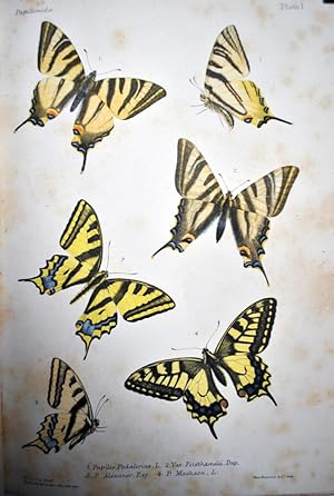 The Butterflies of Europe described and figured. Rhopalocera Europa descripta et delineata Vol II