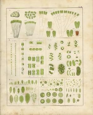 Immagine del venditore per Gattungen einzelliger Algen physiologisch und systematisch bearbeitet. venduto da Biblion Antiquariat