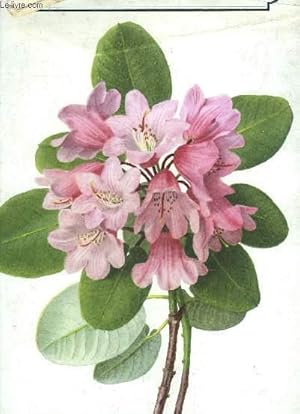 Seller image for THE RODODENDRON for sale by Le-Livre