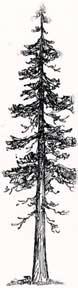 Redwood Tree.