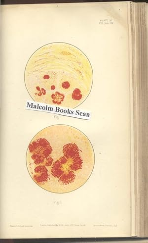 Manual of Bacteriology