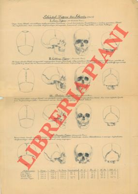 Schadel. Typen der Schweiz.