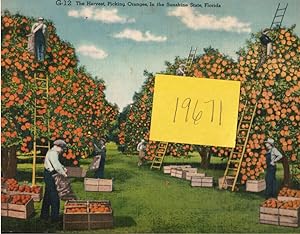 Giant Post Card: the Harvest Picking Oranges in the Sunshine State, Florida