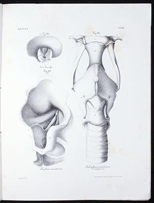 Über den Bau des Organes der Stimme bei dem Menschen, den Säugethieren und einigen grössern Vögel...