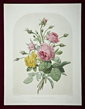 A HAND-COLORED LITHOGRAPH, "ROSES MOUSSEUSES, ROSE JAUNE-SONFRE."
