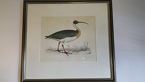 Ibis Spinicollis, Lamellated Ibis, Plate XVII. Framed