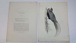 Phasianus Lineatus, Lineated Pheasant, Plate XII. & Text
