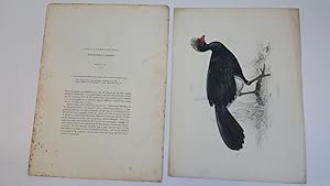 Crax Yarrellii, Red-Knobbed Curassow, Plate VI. & Text