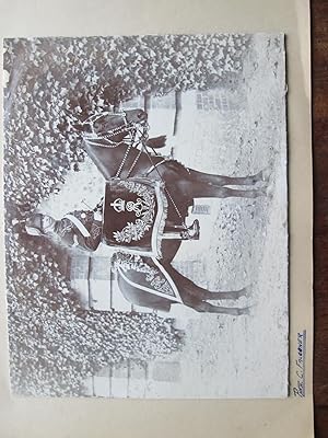 The Drum Horse of the 18th Hussars. An Original Vintage Edwardian Photographic Portrait.