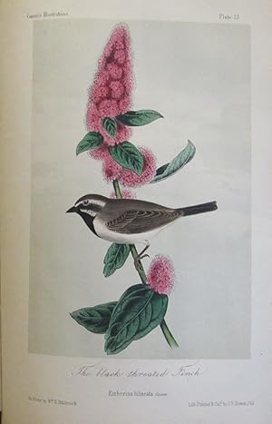 Image du vendeur pour Illustrations of the Birds of California, Texas, Oregon, British and Russian America. Fascicule 5 Comprising text pages129-158 & plates 21-25 as issued in original wraps. mis en vente par William Chrisant & Sons, ABAA, ILAB. IOBA, ABA, Ephemera Society