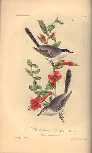 Illustrations of the Birds of California, Texas, Oregon, British and Russian America. Fascicule 6...