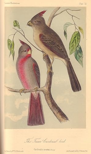 Image du vendeur pour Illustrations of the Birds of California, Texas, Oregon, British and Russian America. Fascicule 7 mis en vente par William Chrisant & Sons, ABAA, ILAB. IOBA, ABA, Ephemera Society