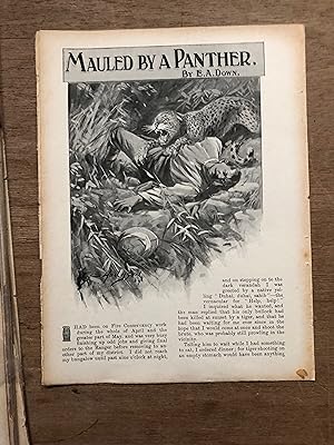 Image du vendeur pour Mauled By A Panther [ COMPLETE ARTICLE EXTRACTED FROM THE CAPTAIN MAGAZINE VOLUME XI APRIL TO SEPTEMBER 1904 ] mis en vente par Deightons